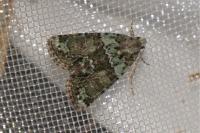 Cryphia algae