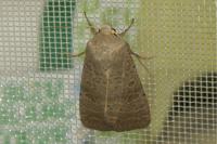 Hoplodrina ambigua