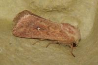 Mythimna albipuncta