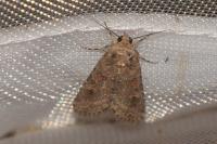 Spodoptera exigua