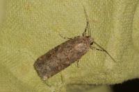 Spodoptera exigua