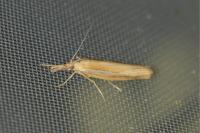 Agriphila tristella