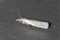 Crambus perlellus