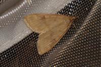 Ostrinia nubilalis