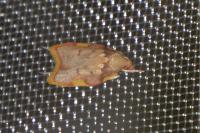 Carcina quercana