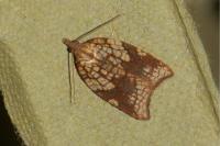 Acleris rhombana