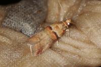 Acrobasis tumidana