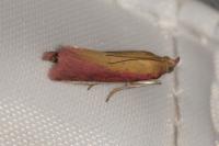 Oncocera semirubella