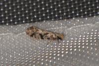 Nemapogon variatellus