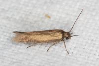 Scythris fuscoaenea