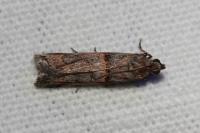 Pempelia palumbella