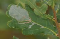 Acrocercops brongniardella