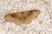 Idaea degeneraria