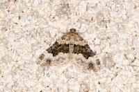 Epirrhoe galiata