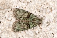 Cryphia algae