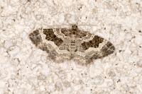 Epirrhoe alternata