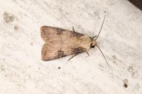 Agrotis puta