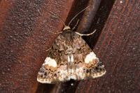 Tyta luctuosa