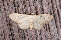 Idaea seriata