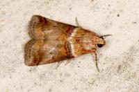 Acrobasis tumidana