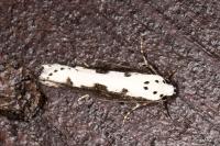 Ethmia bipunctella