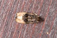 Hedya ochroleucana