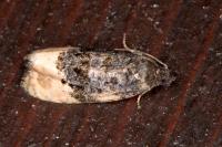 Hedya ochroleucana