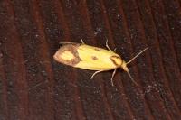 Agapeta zoegana