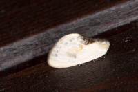 Cilix