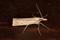 Ancylolomia tentaculella
