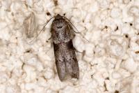Blastobasis glandulella