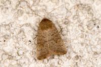 Hoplodrina ambigua