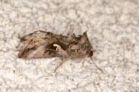 Autographa gamma