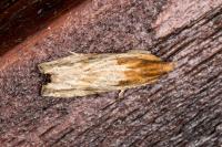 Eucosma