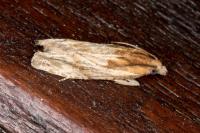 Eucosma