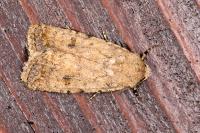 Caradrina clavipalpis