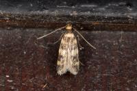 Oegoconia