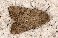 Anarta trifolii
