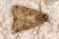 Agrotis segetum
