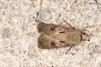 Agrotis exclamationis