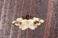 Ligdia adustata