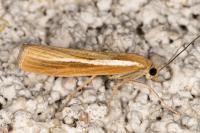 Agriphila tristella