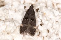 Dichomeris alacella