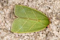 Bena bicolorana