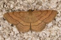 Scopula rubiginata