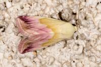 Eublemma purpurina