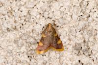 Hypsopygia costalis