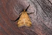 Udea ferrugalis