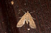 Parapoynx stratiotata