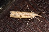 Agriphila inquinatella